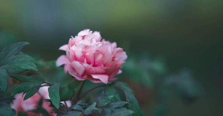 13 Sun-Loving Perennials You’ll Want in Your Bouquet Garden