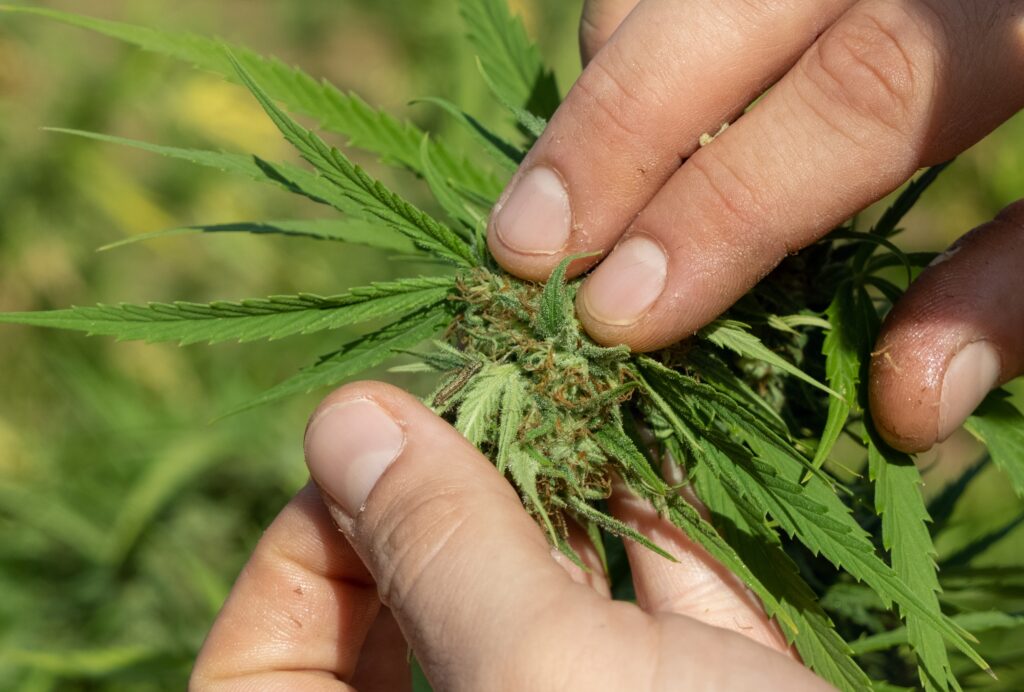 pests on herbs