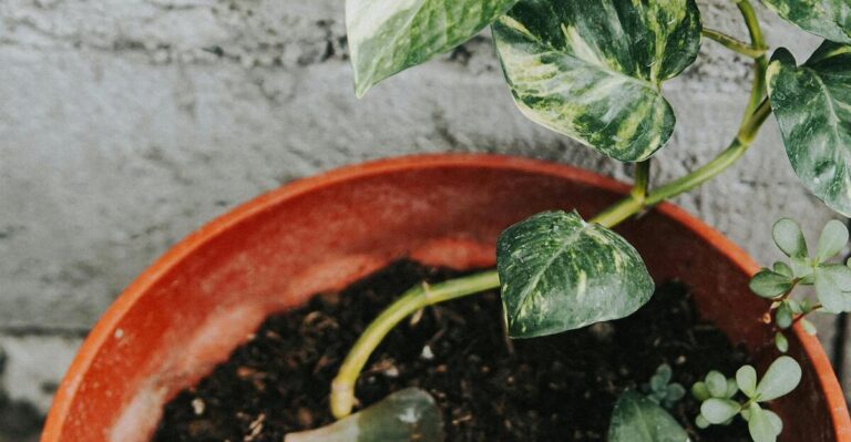 11 Ways to Tell Your Houseplant Soil Is Compacted and Quick Fixes