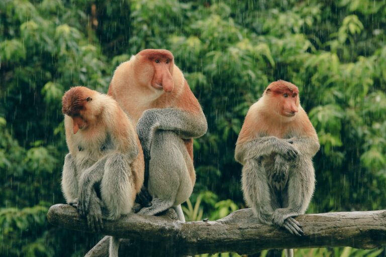 20 Rare Rainforest Creatures and the Countries They Call Home