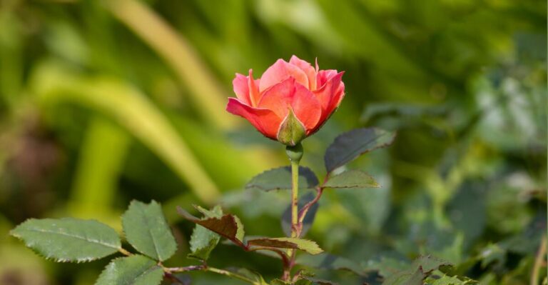 13 Ideal Rose Companion Plants for a More Stunning Garden