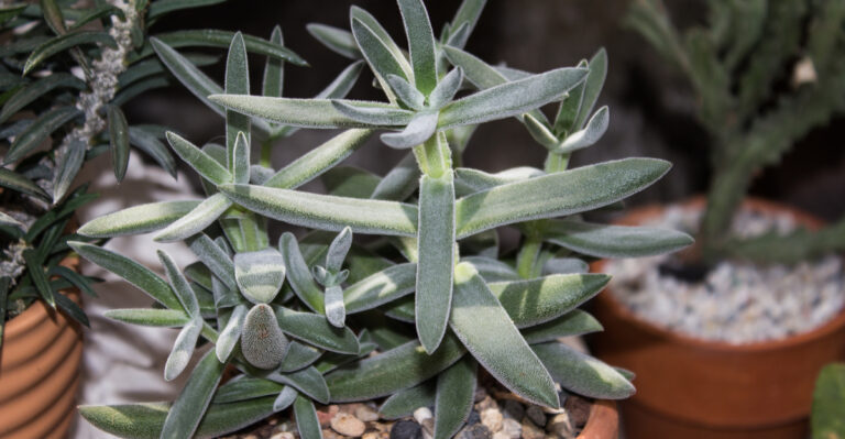 14 Tall Succulent Varieties Perfect for Outdoor Spaces