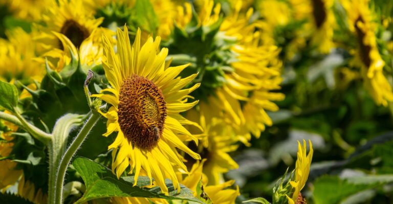17 Companion Plants That Thrive With Sunflowers