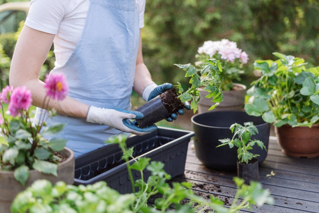 transferring herbs to garden