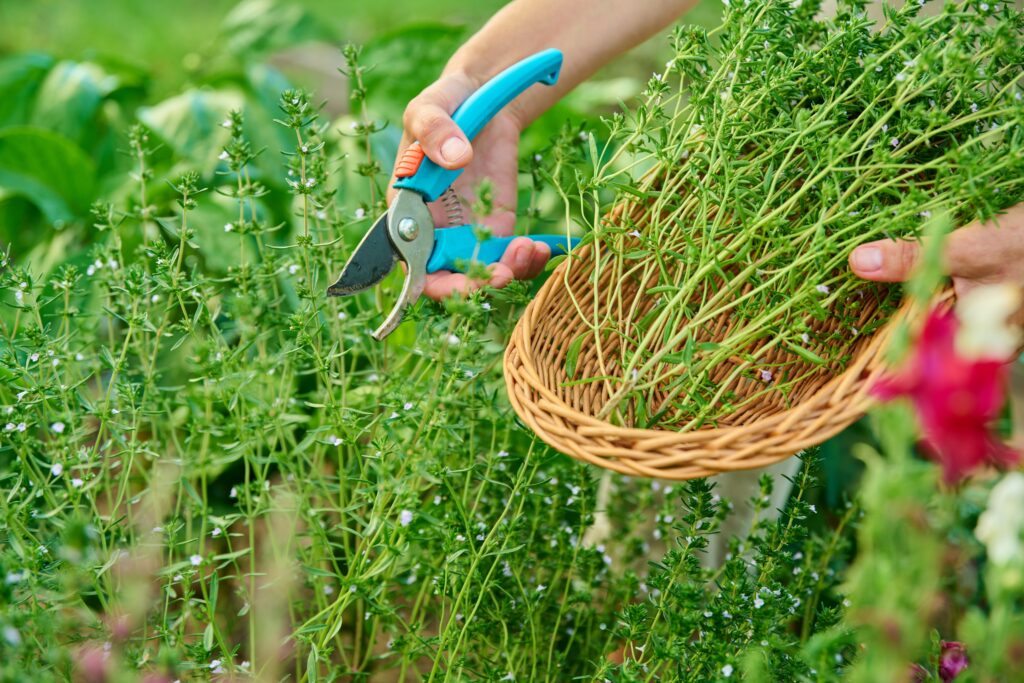 trimming herbs
