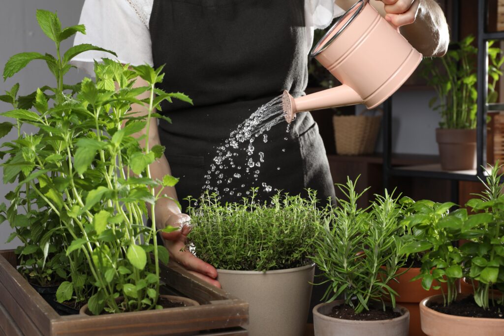 watering herbs