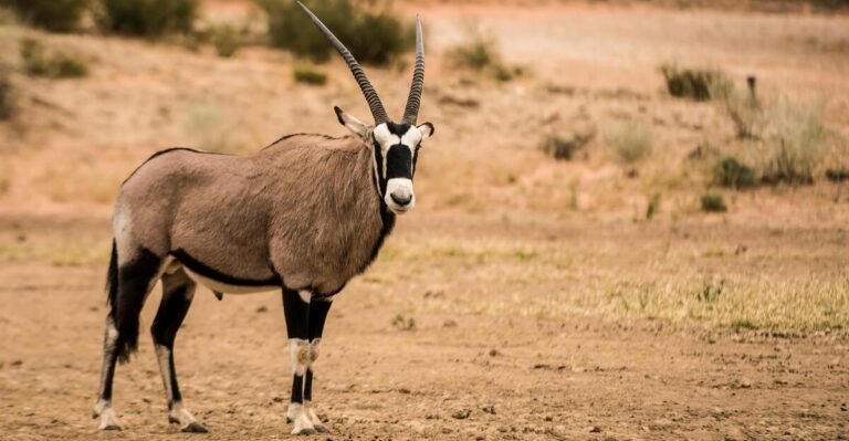 16 Rare Wildlife Encounters You Can Only Have in These Places