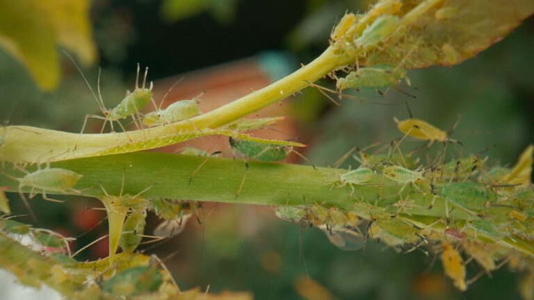 13 Common Garden Pests That Show Up in Fall (and How to Handle Them)