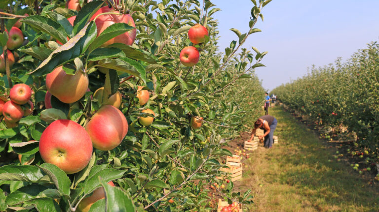 7 Apple Orchards That Double as Weekend Getaways