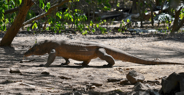 20 Bizarre Animals Straight Out of a Sci-Fi Movie