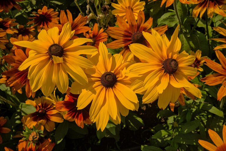14 Pollinator-Friendly Flowers to Attract Bees This Spring