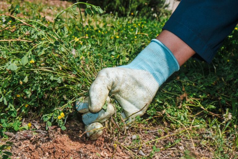 10 Common Late-Summer Gardening Mistakes to Avoid
