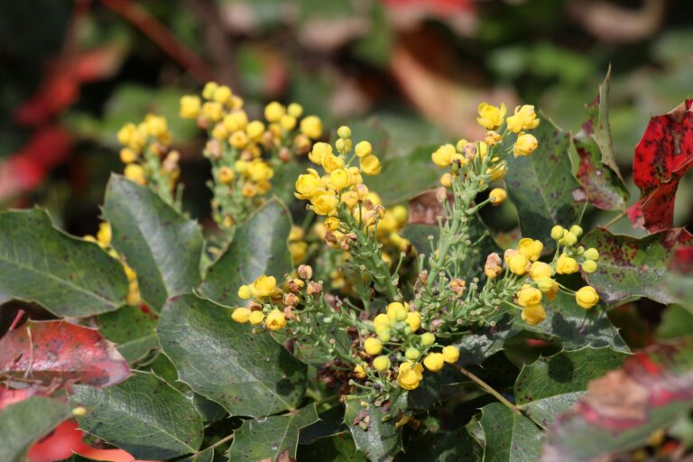 13 Evergreen Shrubs That Bring Color to Winter Gardens