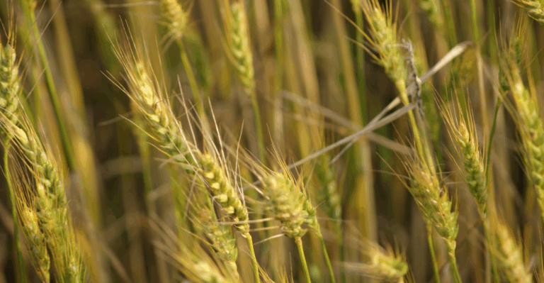 12 Cool-Season Cover Crops to Plant Before Winter