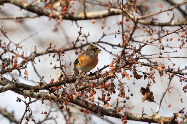 11 Plants to Grow in Fall That Feed the Birds All Winter