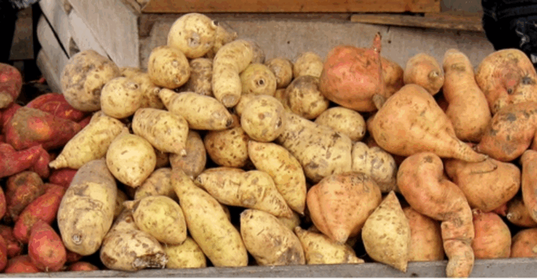 15 Delicious Root Vegetables That Mature Perfectly in Autumn