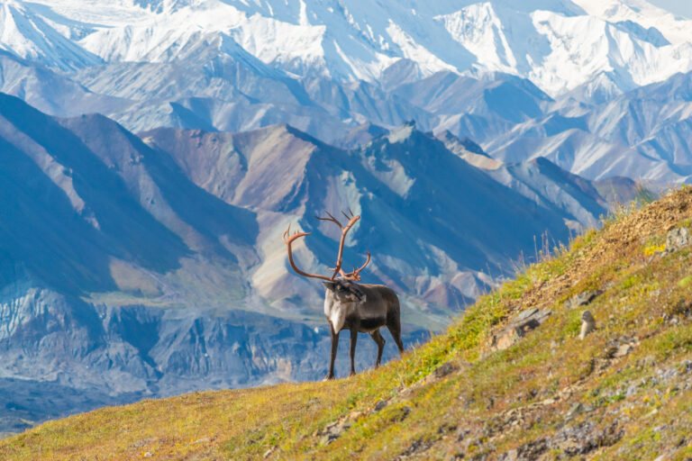 13 National Parks That Helped Bring Back Lost Wildlife Populations