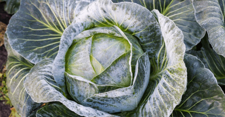 16 Fall Crops That Taste Even Better After Frost