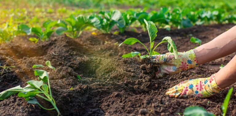 13 Vegetables You Can Still Plant in Fall for a Late Harvest
