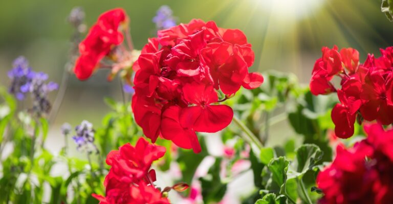 Propagate These 16 Plants In September And Kickstart Next Year’s Garden