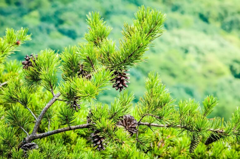 15 Beautiful Evergreens That Fit Small Gardens Perfectly