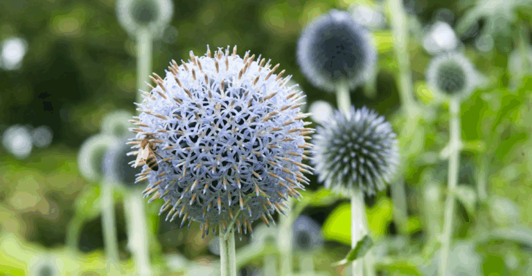 15 Gorgeous Fall Flowers to Brighten Up Your Garden Beds