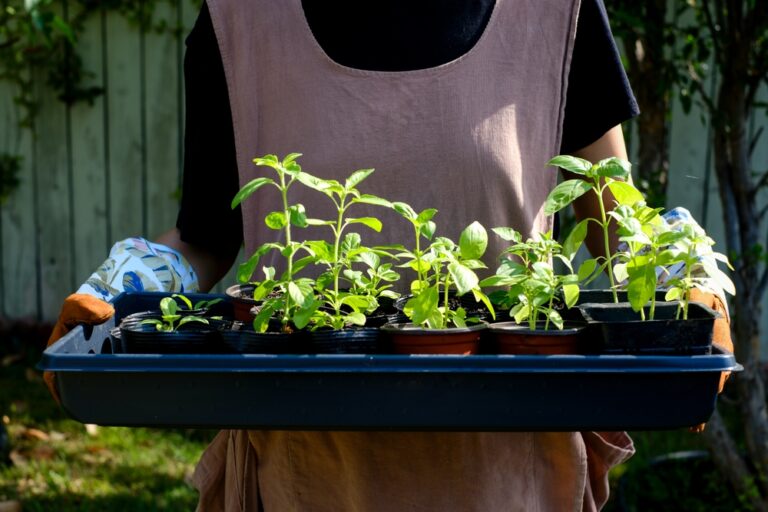 12 Herbs That Thrive When Planted at the End of Summer