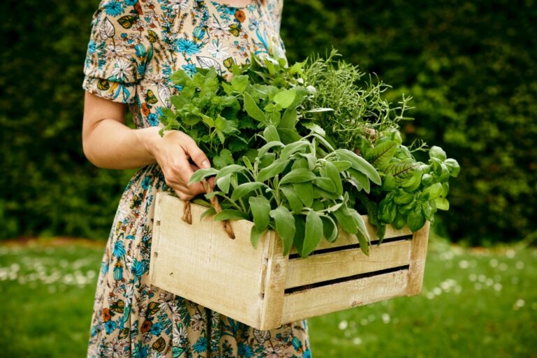11 Herbs You Can Harvest and Dry in the Fall