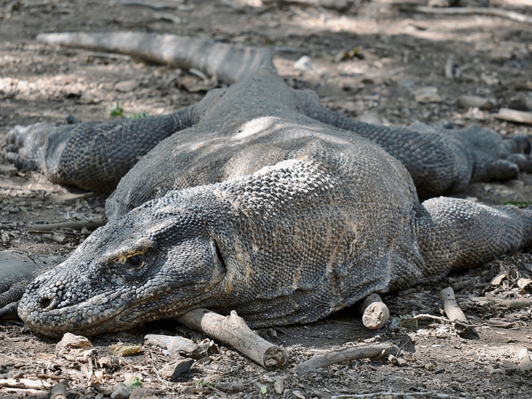 13 Incredible Animals Worth Seeing in Their Natural Habitat