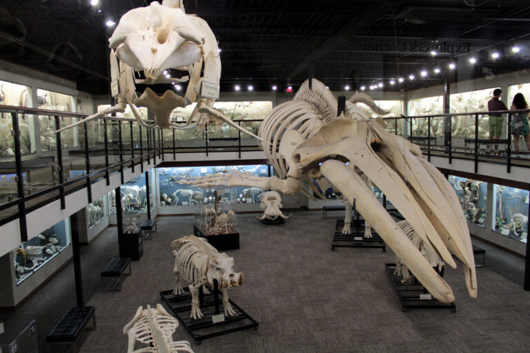 8 Quirky Museums Worth Adding to Your Bucket List