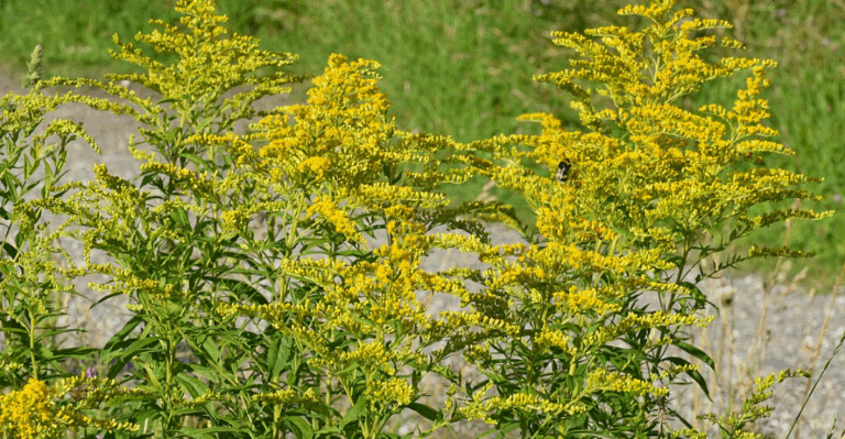 18 Native Plants That Provide Shelter for Wildlife in Fall