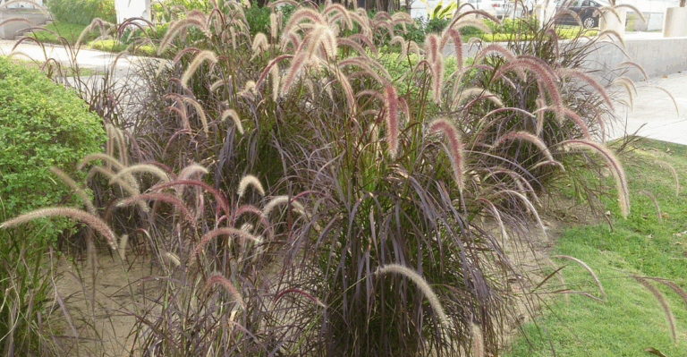 15 Ornamental Grasses That Look Amazing in Autumn