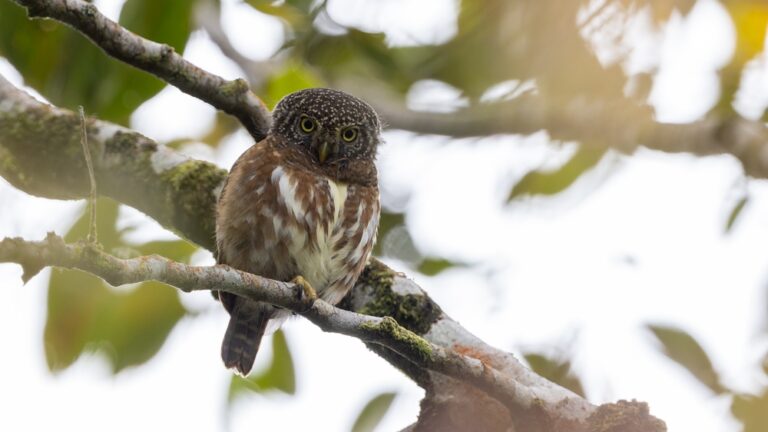 10 Ways to Attract Owls and Bats to Your Garden This Fall