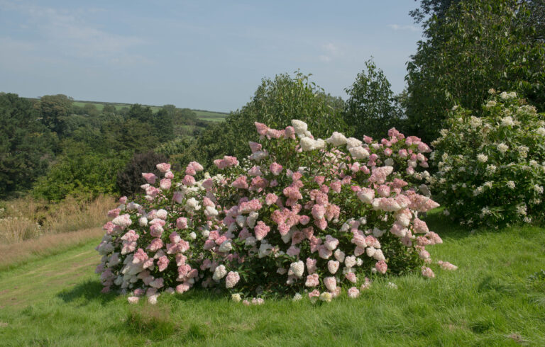 15 Shrubs That Bring Color and Charm to Late Summer