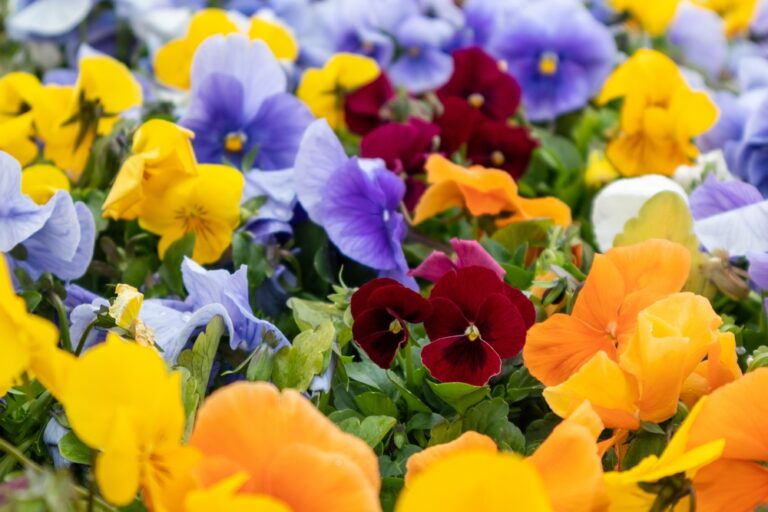 12 Container Plants That Still Thrive in the Fall