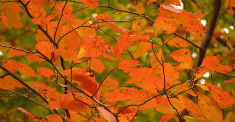 15 Plants That Provide Stunning Fall Foliage in the Garden