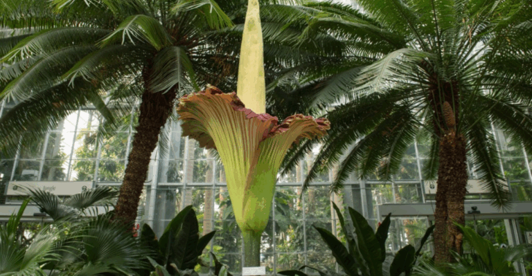 18 Exotic Plants That Look Practically Otherworldly