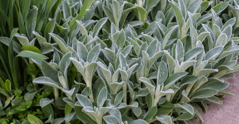 15 Perennials to Divide This September for Bigger Blooms Next Year