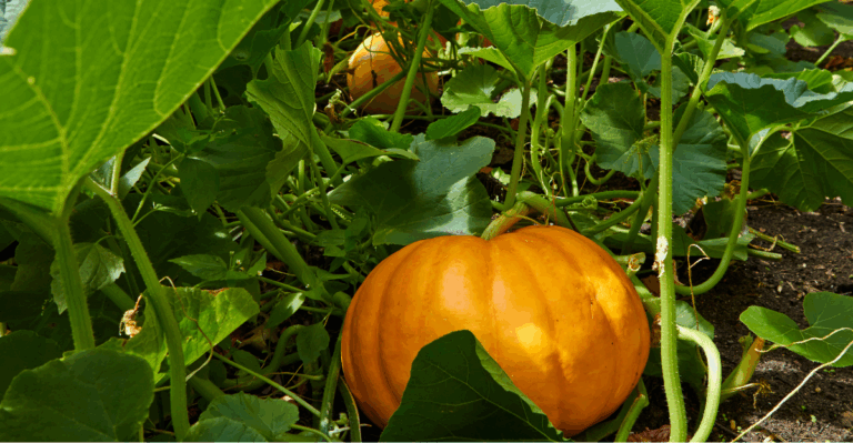 11 Tips for Growing Pumpkins on a Trellis (Plus the Pros and Cons)