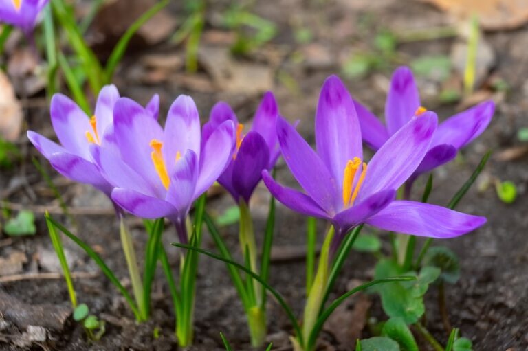 13 Cold Tough Flowers That Do Not Mind A March Chill