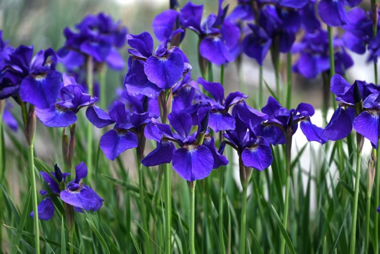 14 Colorful Plants That Hold Their Shape Through Frost