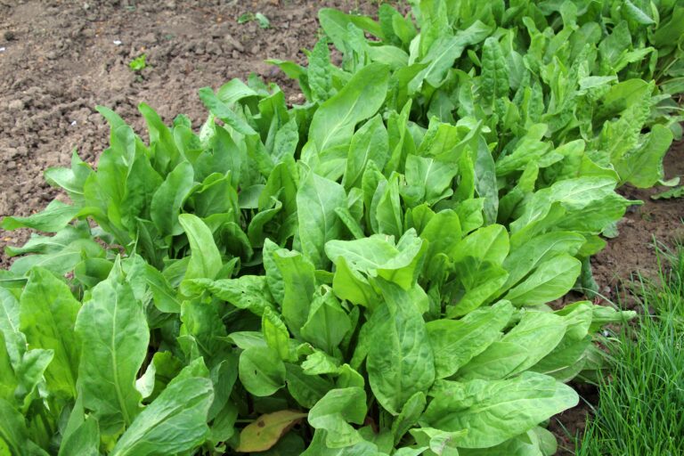 15 Late Winter Herbs That Start Strong in Cool Soil