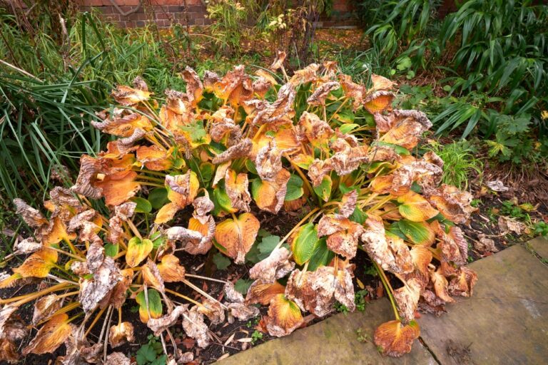 12 Things You Should Cut Back in the Garden This Fall