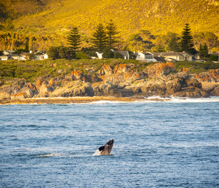 14 Places Where Fall Is the Best Time for Whale Watching or Wildlife