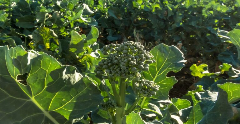 Plant These 16 Vegetables In September For A Head Start On Next Season’s Harvest