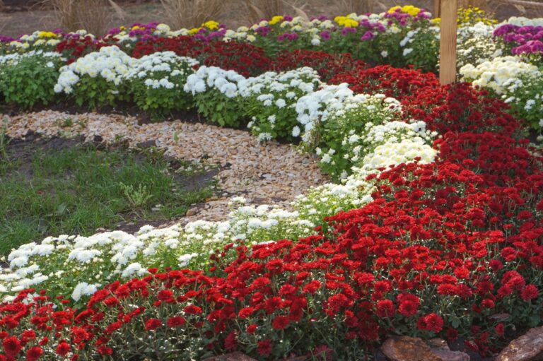 13 Flowers That Thrive in Cool Autumn Weather