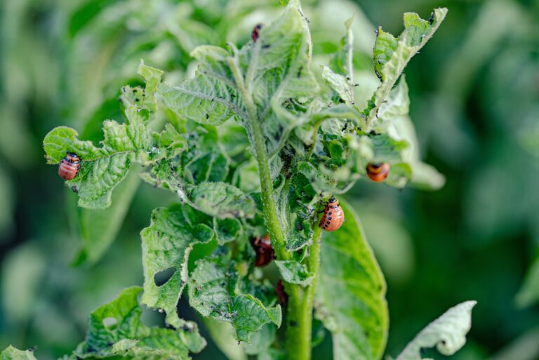 15 Pests That Peak in Late Summer and How to Stop Them