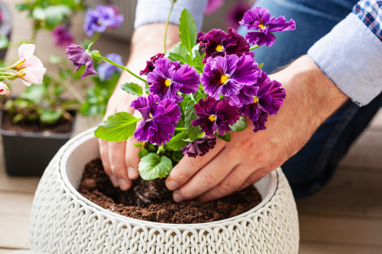 14 Hardy Flowers You Can Plant Before Your Last Frost Date