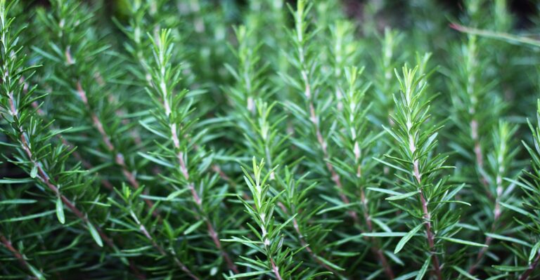 12 Plants That Naturally Repel Spiders From Your Garden