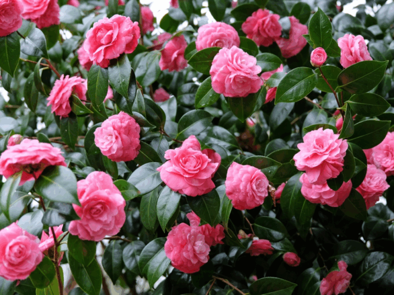 16 Late-Blooming Flowers That Surprise You in November